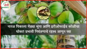 नारळ पिकाला गेंड्या भुंगा आणि इरीओफाईड कोळीचा धोका! प्रभावी नियंत्रणाचे रहस्य जाणून घ्या