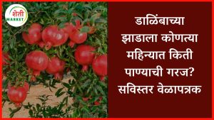 pomegranate-डाळिंबाच्या झाडाला कोणत्या महिन्यात किती पाण्याची गरज? सविस्तर वेळापत्रक