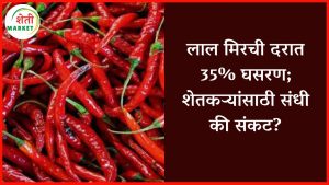 लाल मिरची दरात 35% घसरण; शेतकऱ्यांसाठी संधी की संकट?