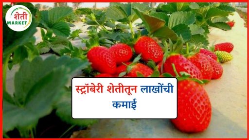 Sheti Rasta strawberry-sheti: स्ट्रॉबेरी शेतीतून ३.५ लाखांचे उत्पन्न; जाणून घ्या या ...