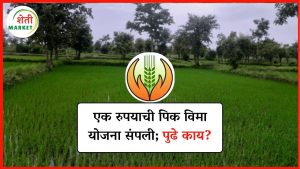  pik-vima-yojana: राज्यात एक रुपयाची पिक विमा योजना बंद; आता नवी योजना राबवणार का?