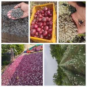 कांदा बियाणे विकणे आहे