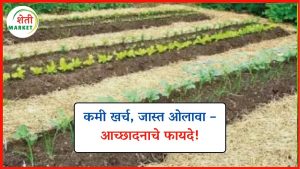 kami-kharchat-acchadan: कमी खर्चात आच्छादन: जमीन ओलसर ठेवण्यासाठी आणि पाणी बचतीसाठी प्रभावी उपाय