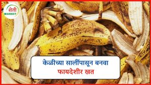 banana-fertilizer: केळीच्या सालींचा करा योग्य उपयोग: घरच्या घरी तयार करा उत्तम सेंद्रिय खत – जाणून घ्या संपूर्ण प्रक्रिया