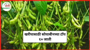  soybean-top-varieties: यंदाच्या खरीपासाठी सोयाबीनच्या टॉप १० उच्च उत्पादक जाती – जाणून घ्या सविस्तर माहिती