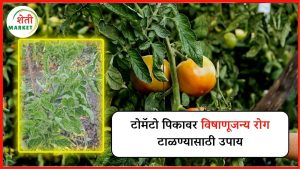  tomato-virus-control: टोमॅटो पिकावर विषाणूजन्य रोग टाळण्यासाठी उपाय जाणून घ्या!