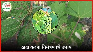 draksha-karpa-rog: द्राक्ष बागेतील करपा रोग नियंत्रण: कारणे, लक्षणे व प्रभावी उपाययोजना