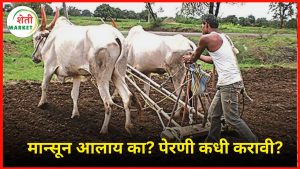 monsoon-perni-2025: मान्सून नक्की आलाय का? पेरणीचे नियोजन कधी करावे? जाणून घ्या सविस्तर माहिती