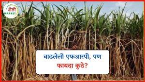 frp-2025: वाढवलेल्या एफआरपीचा शेतकऱ्यांना लाभ नाही; केंद्र सरकारचा निव्वळ राजकीय निर्णय!
