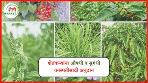 vanaspati-anudan: औषधी व सुगंधी वनस्पती लागवडीसाठी शेतकऱ्यांना अनुदान; सविस्तर माहिती जाणून घ्या