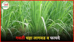 gavti-chaha-lagvad: गवती चहा लागवड कशी करावी? जाणून घ्या पूर्ण माहिती आणि फायदे