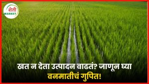 ricefarming: खतांशिवाय भरघोस उत्पादन शक्य? भात पिकात वनमातीची कमाल जादू!