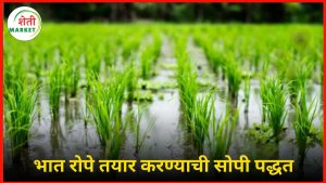 rice seedlings: भात रोपे तयार करण्याची एकदम सोपी आणि प्रभावी पद्धत – जाणून घ्या सविस्तर माहिती