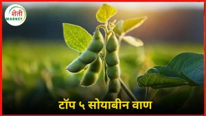 soybean seeds: मराठवाडा कृषी विद्यापीठाने विकसित केलेले टॉप ५ सोयाबीन वाण: सविस्तर माहिती जाणून घ्या