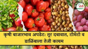कृषी बाजारभाव अपडेट: तूर दबावात, टोमॅटो व डाळिंबाला तेजी कायम
