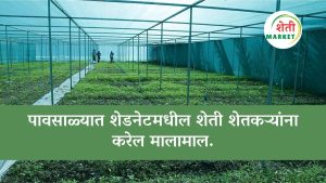 पावसाळ्यात शेडनेटमधील शेती शेतकऱ्यांना करेल मालामाल.