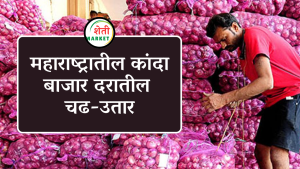 onion rates : महाराष्ट्रातील कांदा बाजार दरातील चढ-उतार