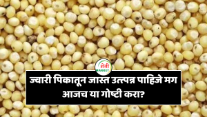 ज्वारी पिकावरील मार्गदर्शन ; बाजार, रोग व लागवड माहिती