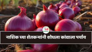 नाशिक जिल्ह्यातील शेतकऱ्यांनी कांदा पेक्षा याच पिकाची जास्त लागवड केली आहे पण का?