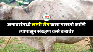 जनावरांमध्ये लम्पी रोग कसा पसरतो आणि त्यापासून संरक्षण कसे करावे?