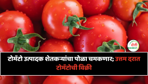 टोमॅटो उत्पादक शेतकऱ्यांचा पोळा चमकणार; उत्तम दरात टोमॅटोची विक्री