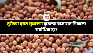 Tur Bajar Bhav: तुरीच्या दरात सुधारणा; कुठल्या बाजारात मिळाला सर्वाधिक दर?