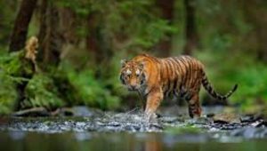 सर्व वाघांना रेडिओ कॉलर लावणे अशक्य