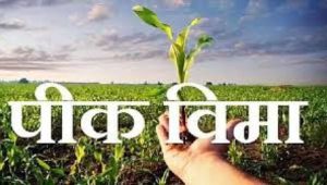 नागपूर विभागात पीकविम्याला ओहोटी
