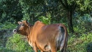 वाढती थंडी आणि पशुधन आरोग्य
