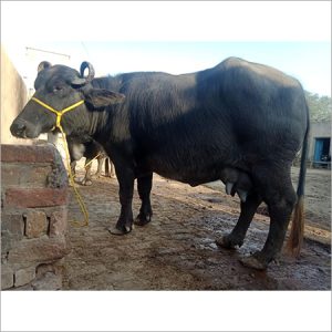 कोल्हापूरमध्ये खरेदी केंद्रे सुरू