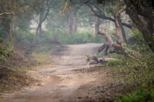 डिसेंबर हवामान अलर्ट: देशातील अनेक राज्यांत मुसळधार पावसाची शक्यता; महाराष्ट्रात थंडी वाढणार