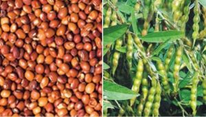 आजचे तूर बाजार दर | 17 जानेवारी 2026